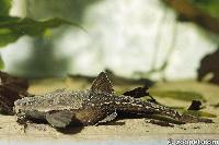 Bunocephalus coracoideus