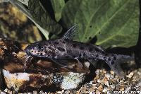 Synodontis njassae