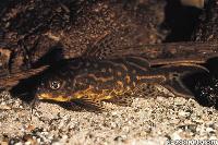 Synondontis flavitaeniatus, Zaire