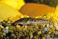 Auchenoglanis occidentalis