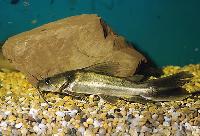 Clarotes laticeps