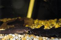 Lophiobagrus cyclurus, Tanganyikasjön