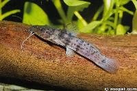 Parauchenoglanis macrostoma, Zaire