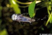 Chiloglanis cameronensis