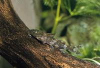 Chiloglanis cameronensis