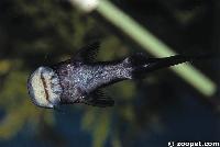 Euchilichthys guentheri,  Zaire