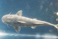 Euchilichthys guentheri