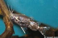 Synodontis nigrolineatus, Zaire