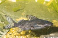 Synodontis nigrita, Niger