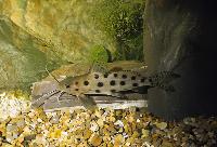 Synodontis ocellifer