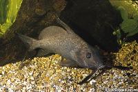 Hemisynodontis membranaceus