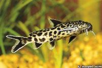 Synodontis polli