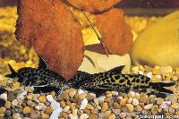Synodontis polli, Tanganyikasjön