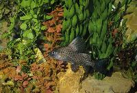 Synodontis eupterus