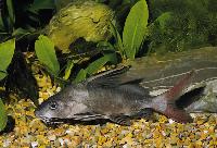 Synodontis clarias, Niger