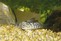 Synodontis greshoffi, Zaire
