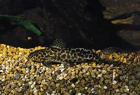 Synodontis caudalis, Zaire