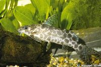 Synodontis camelopardalis, Zaire