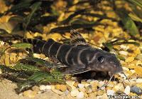 Synodontis brichardi, Zaire