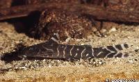 Synodontis brichardi