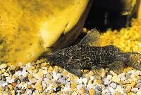 Synodontis aterrima