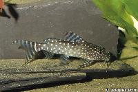 Synodontis angelicus (yngel)