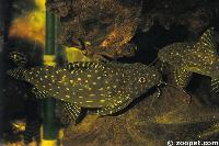 Synodontis angelicus