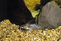 Synodontis alberti, Zaire