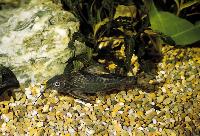 Synodontis afrofischeri