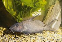 Hemisynodontis membranaceus