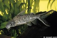 Synodontis dhonti, Niger