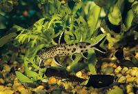 Synodontis petricola, Tanganyikasjön