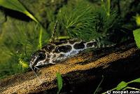 Synodontis robertsi, Zaire