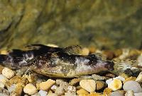 Mochokiella paynei, Västafrika
