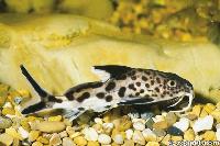 Synodontis multipunctatus, Tanganyikasjön
