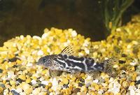 Synodontis koensis