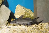 Synodontis schall