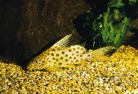 Synodontis velifer