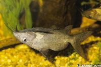 Brachysynodontis batensoda