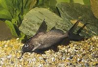 Brachysynodontis batensoda