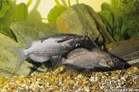 Brachysynodontis batensoda (par)