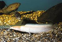 Clarias batrachus