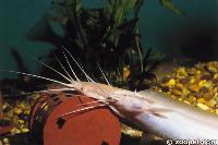 Clarias batrachus