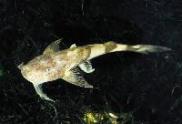 Bagarius yarrelli