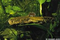 Chaca bankanensis
