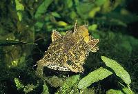 Chaca bankanensis
