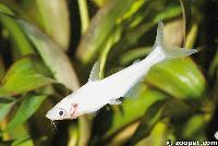 Pangasius hypopthalmus (albino)