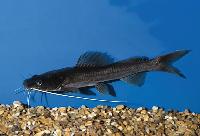 Mystus nemurus