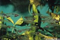 Kryptopterus vitreolus