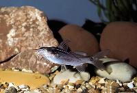 Mystus armatus, Indien